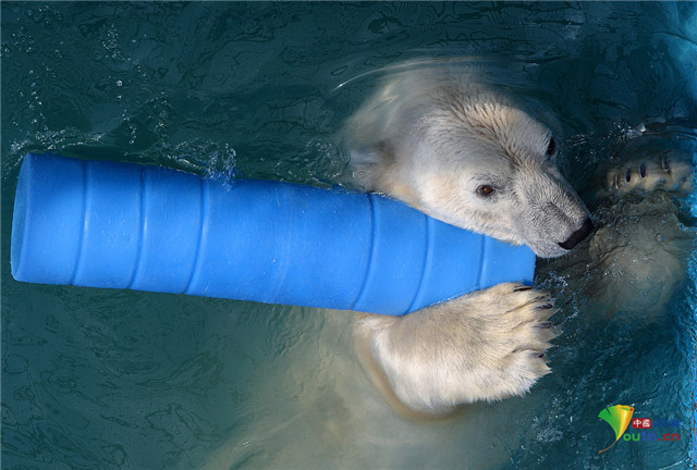 北极熊|俄罗斯动物园北极熊泡澡甩出水花