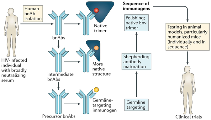 艾滋病|你知道艾滋病病毒的膜蛋白上有哪些广谱中和抗体表位吗？