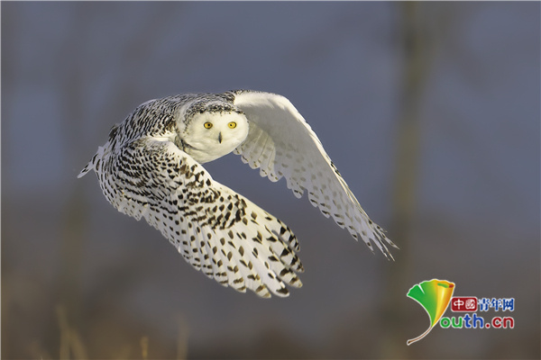 中国青年网|镜头捕捉美丽雪鸮展翅飞翔画面 似哈利波特宠物