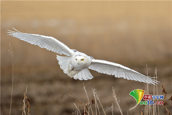 中国青年网|镜头捕捉美丽雪鸮展翅飞翔画面 似哈利波特宠物