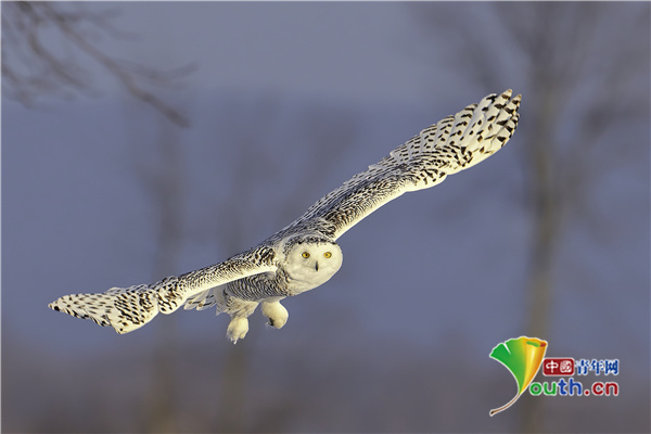 中国青年网|镜头捕捉美丽雪鸮展翅飞翔画面 似哈利波特宠物