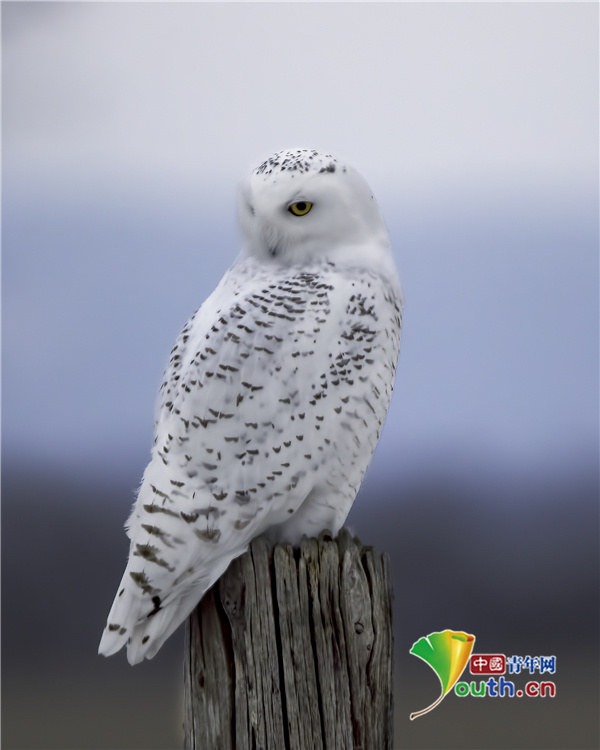 中国青年网|镜头捕捉美丽雪鸮展翅飞翔画面 似哈利波特宠物
