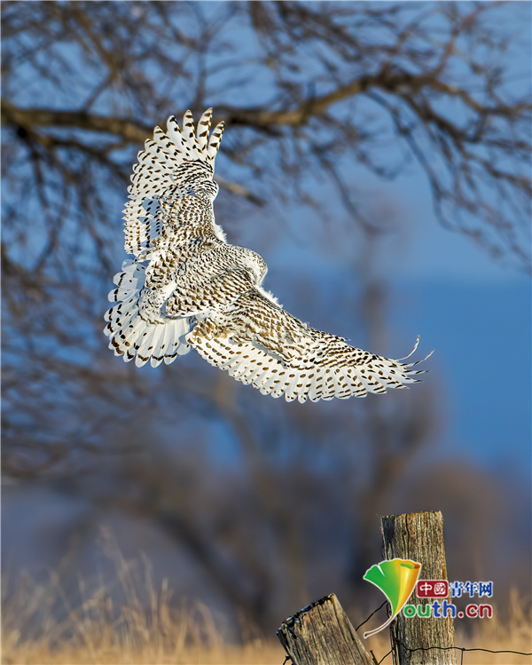 中国青年网|镜头捕捉美丽雪鸮展翅飞翔画面 似哈利波特宠物