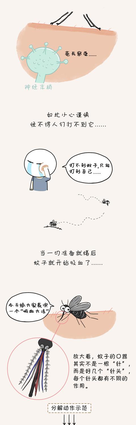 疟疾|蚊子为什么总能悄悄叮到你？原来……