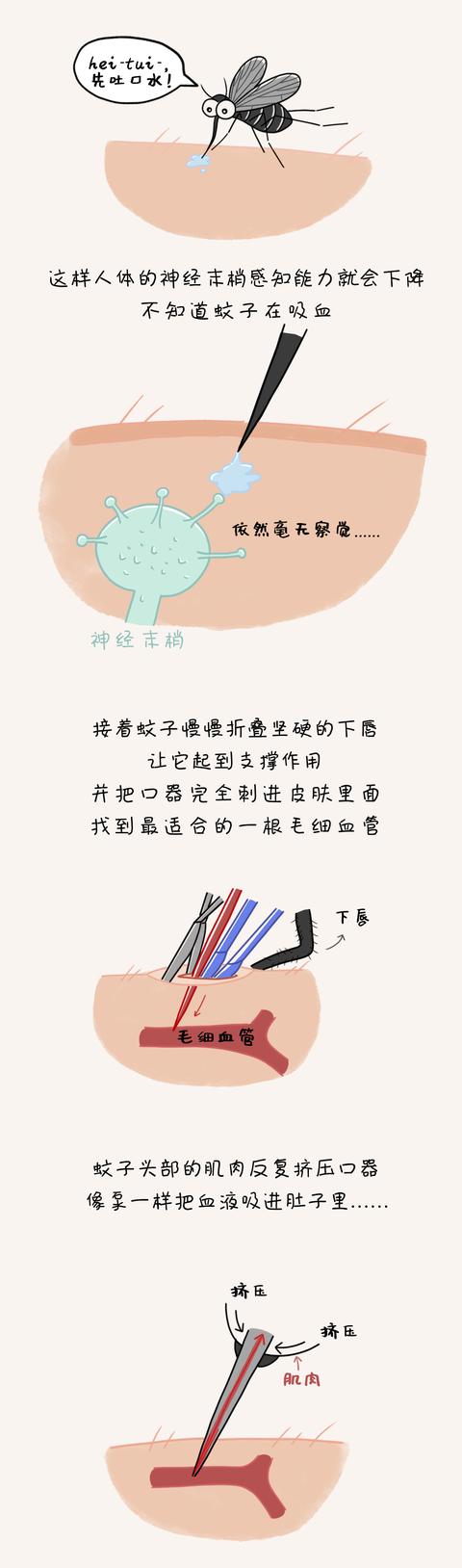 疟疾|蚊子为什么总能悄悄叮到你？原来……