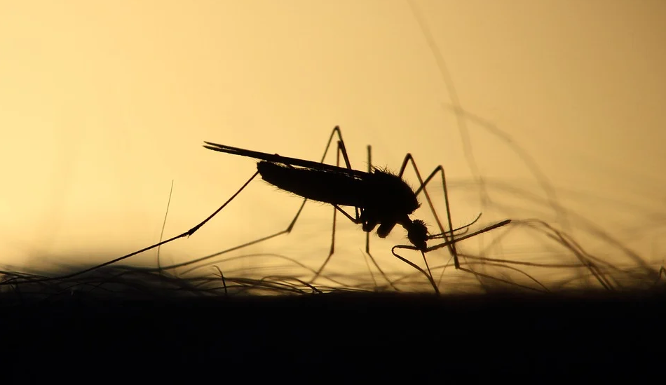 文汇报|美国一地区计划从 2021 年起释放 7.5 亿只转基因蚊子