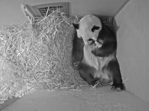 光明网|旅美大熊猫成功产崽