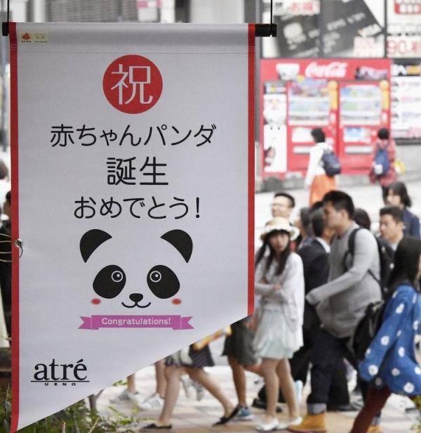 光明网|旅美大熊猫成功产崽