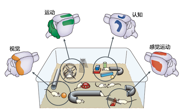 神经科学|那些走过的路、遇到的人、经历的事……都在塑造你的大脑