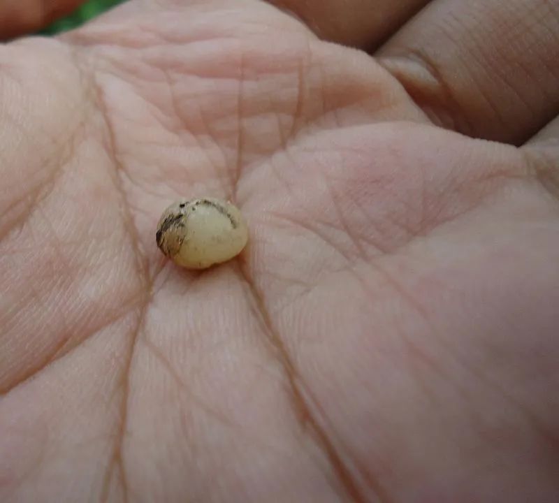 生活|被砍成两段的蚯蚓见面，是父慈子孝还是兄友弟恭？