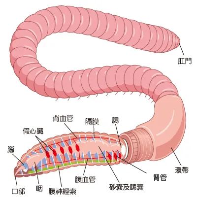生活|被砍成两段的蚯蚓见面，是父慈子孝还是兄友弟恭？