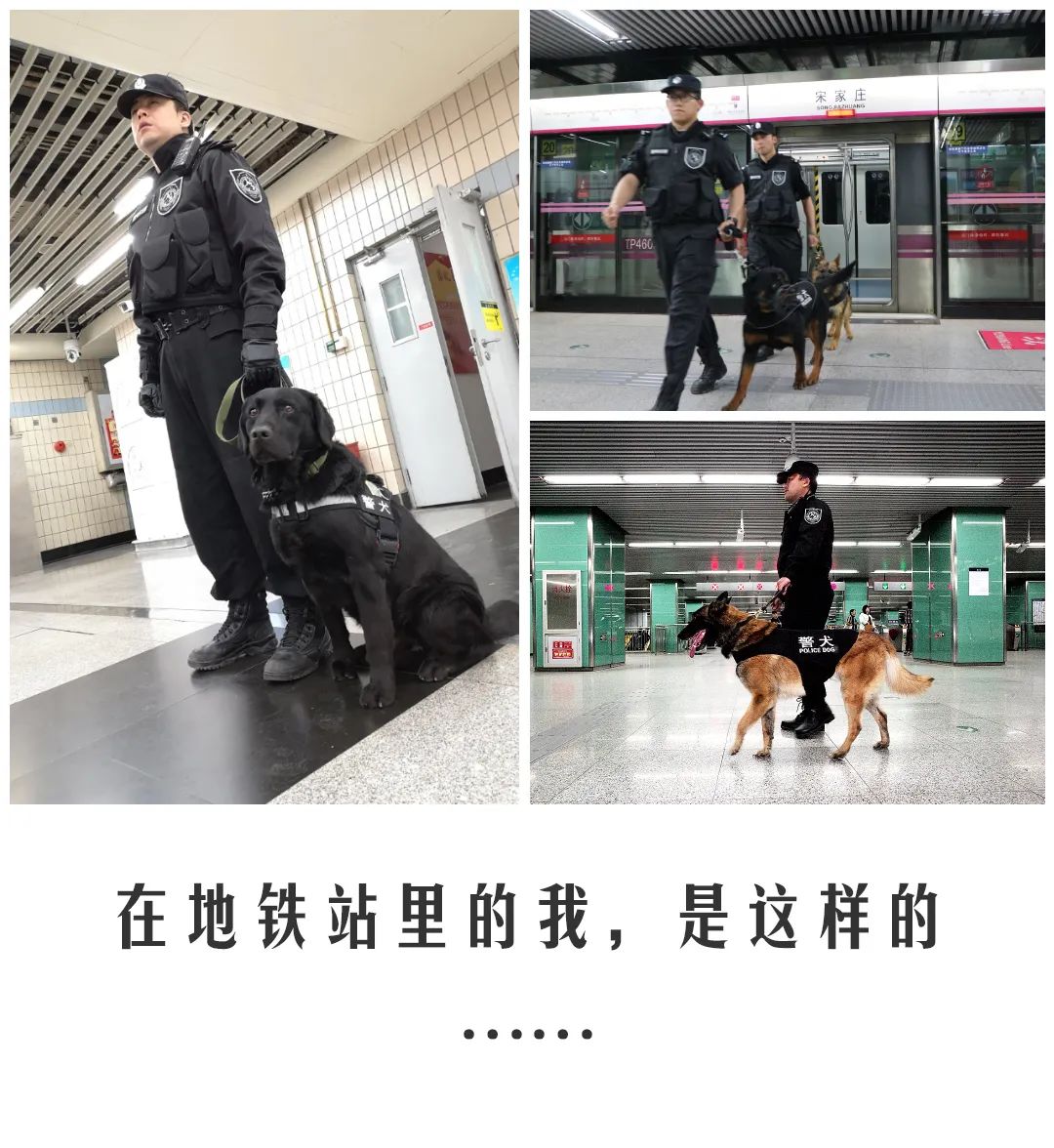 北京公交|公交警犬的“自白”
