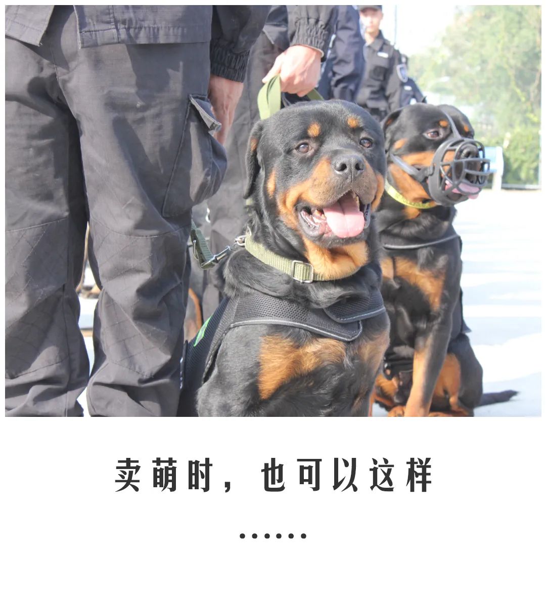北京公交|公交警犬的“自白”