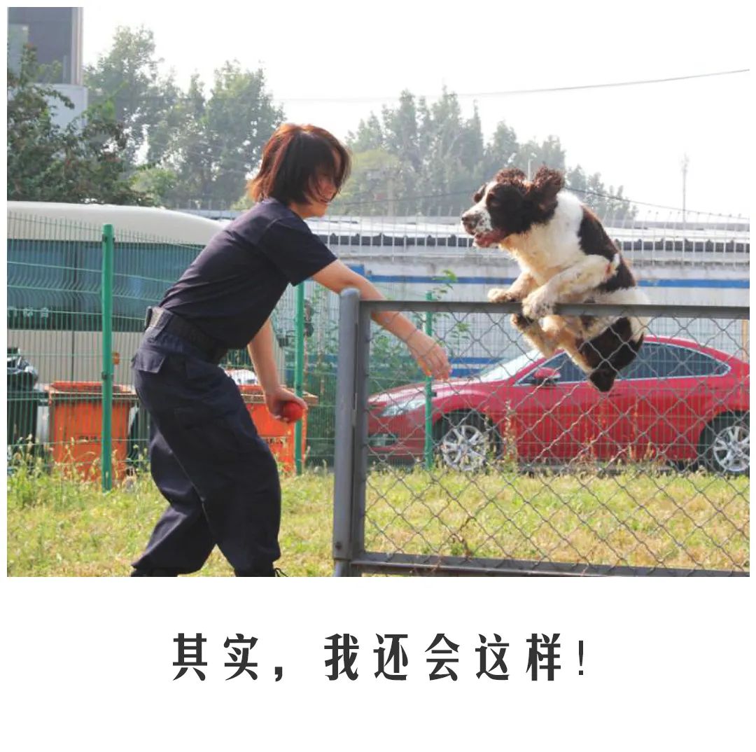 北京公交|公交警犬的“自白”