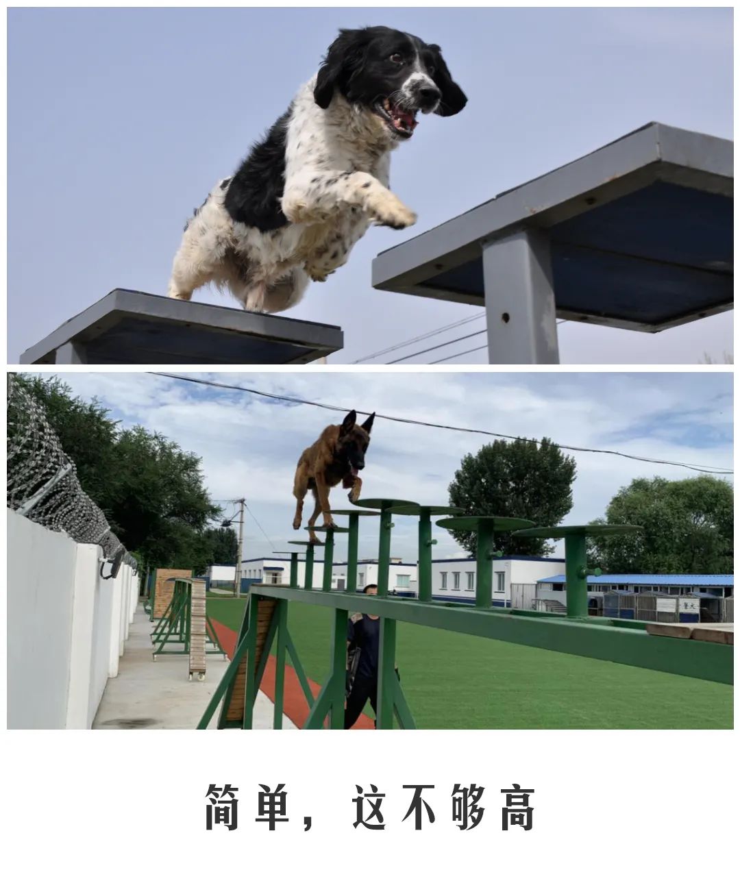 北京公交|公交警犬的“自白”