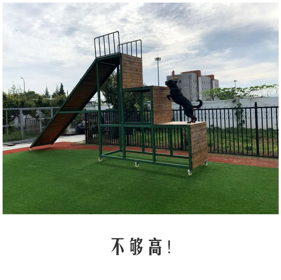 北京公交|公交警犬的“自白”
