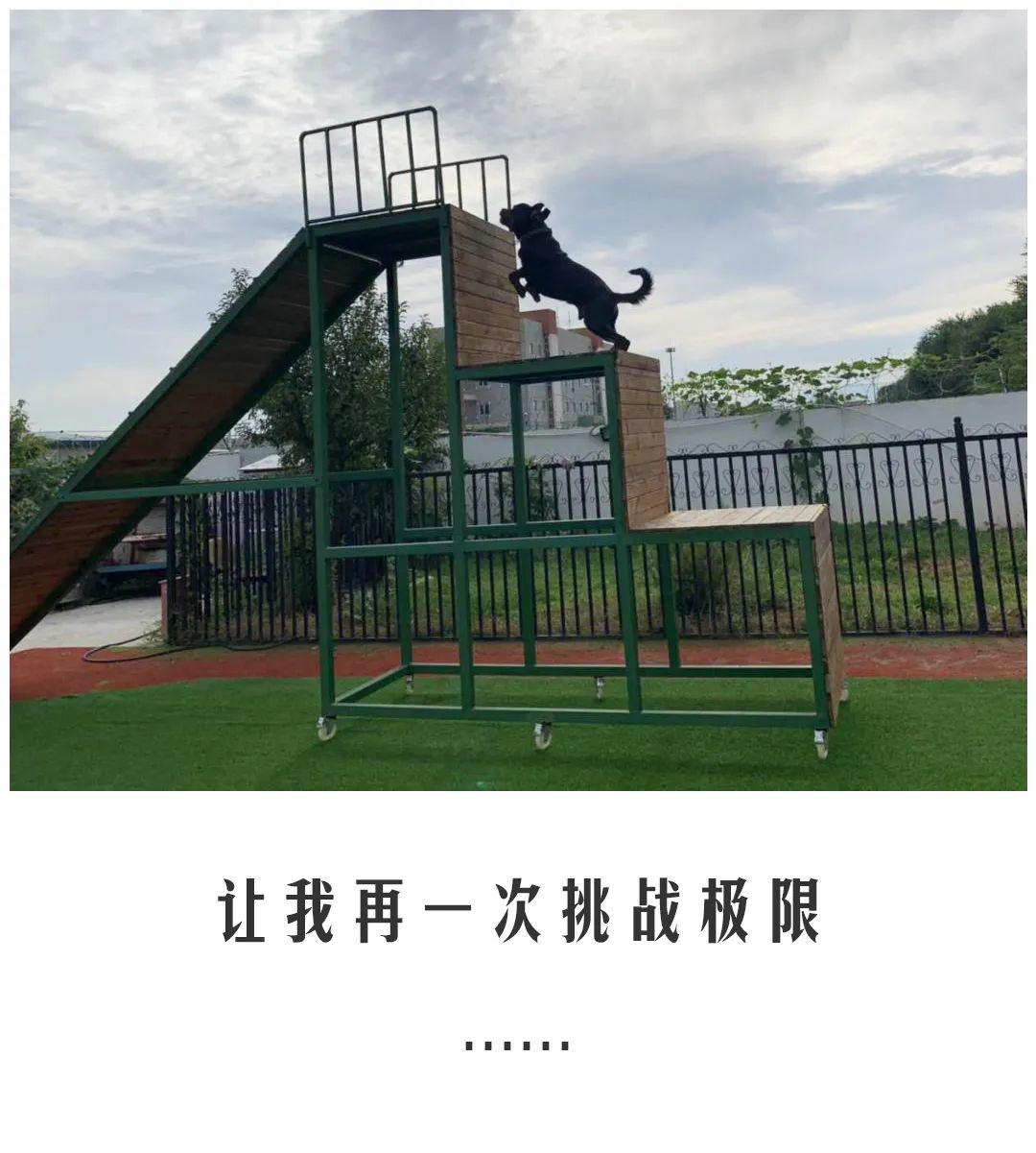 北京公交|公交警犬的“自白”