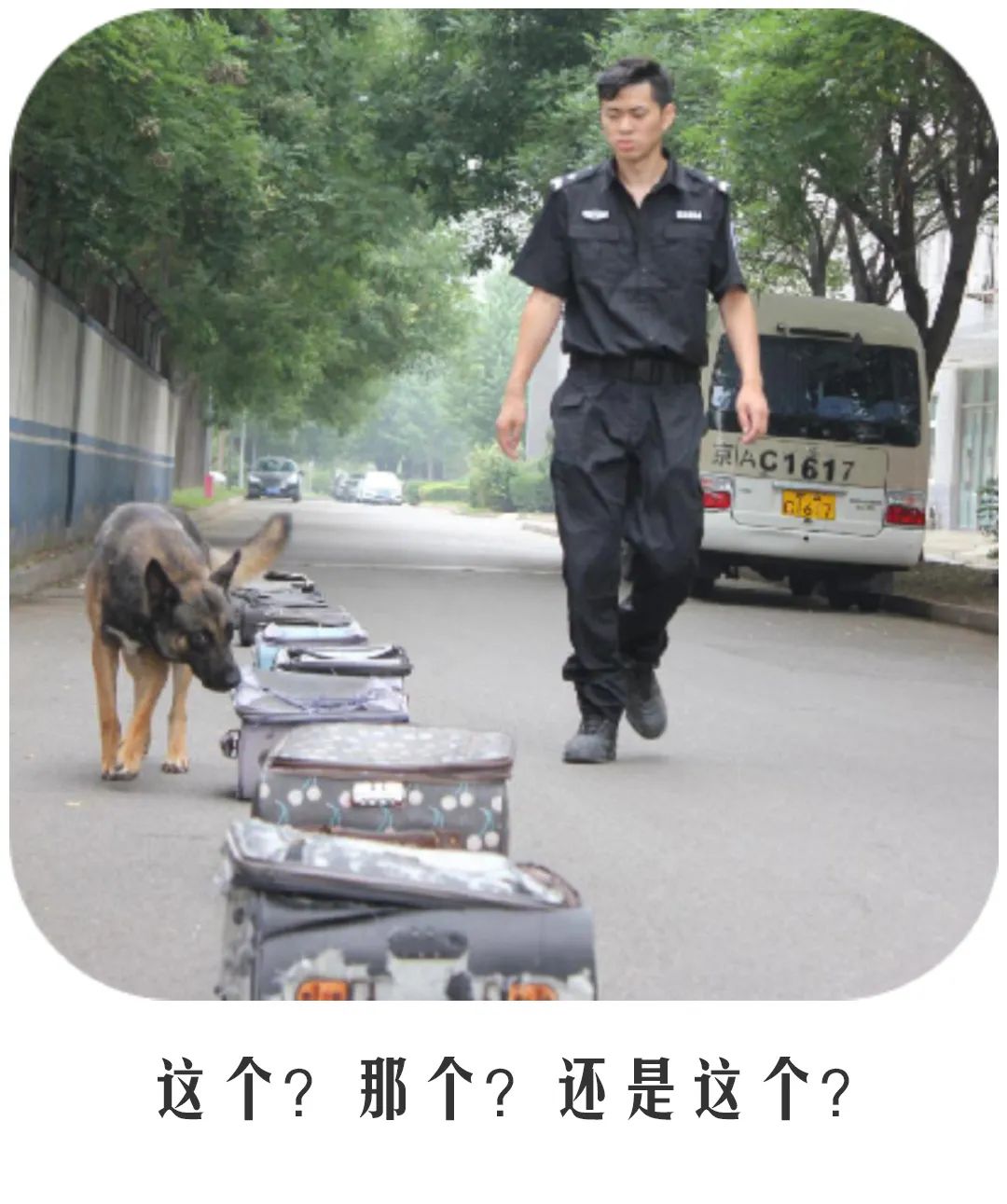 北京公交|公交警犬的“自白”