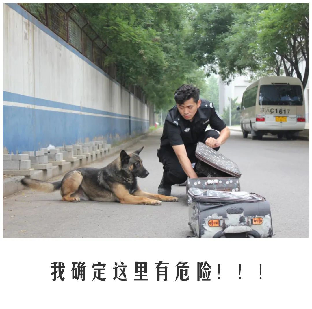 北京公交|公交警犬的“自白”