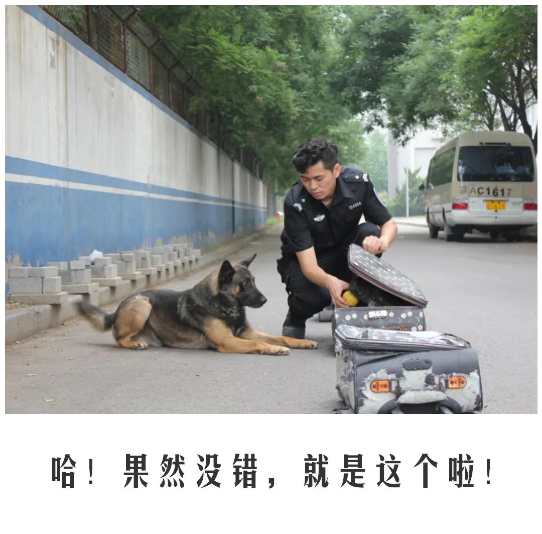 北京公交|公交警犬的“自白”