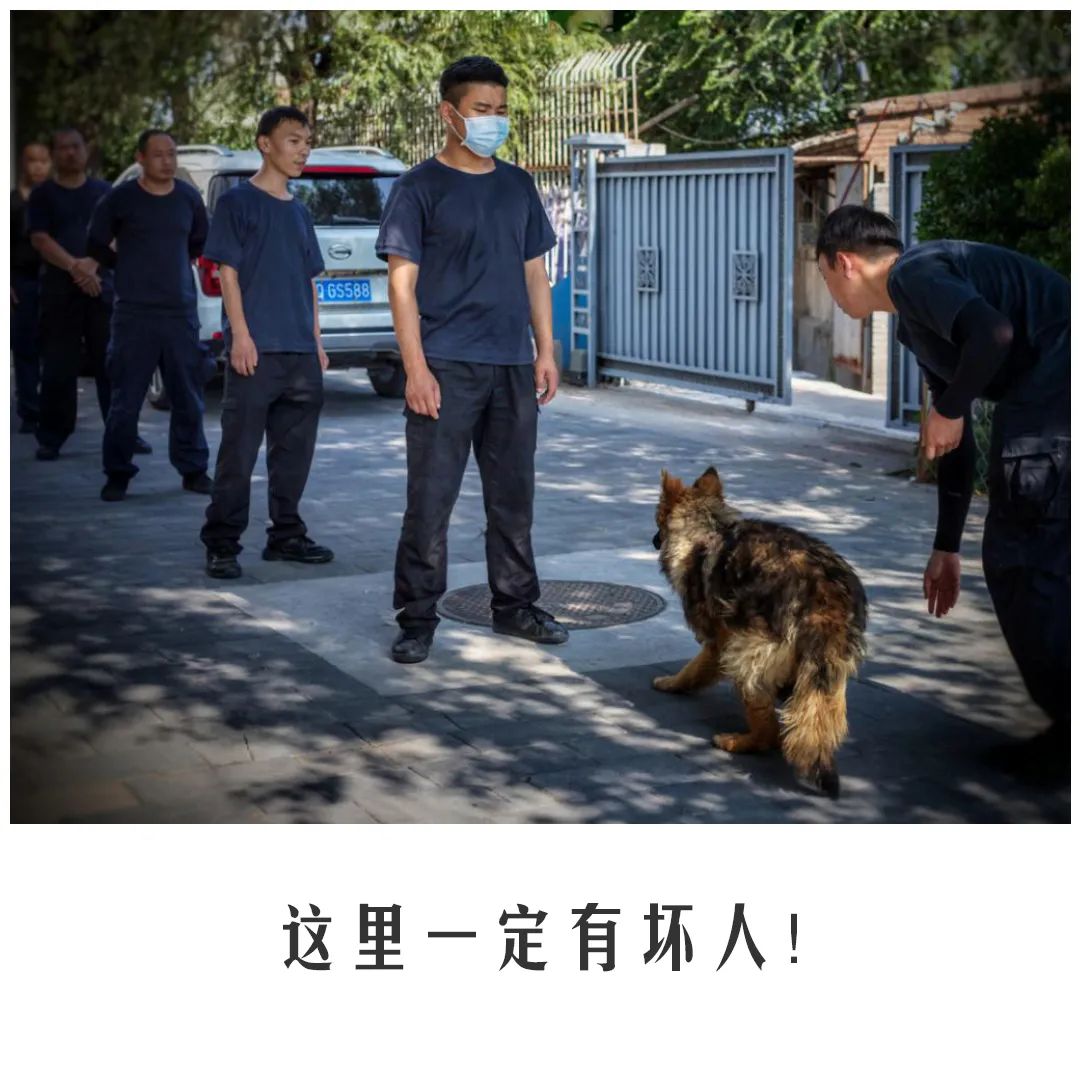 北京公交|公交警犬的“自白”