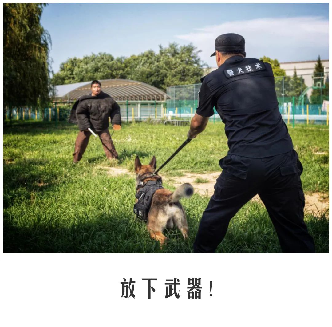 北京公交|公交警犬的“自白”