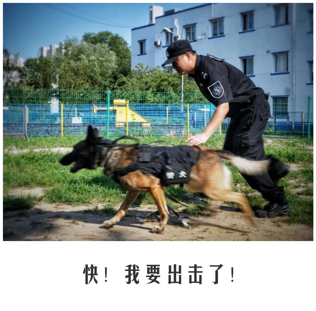 北京公交|公交警犬的“自白”