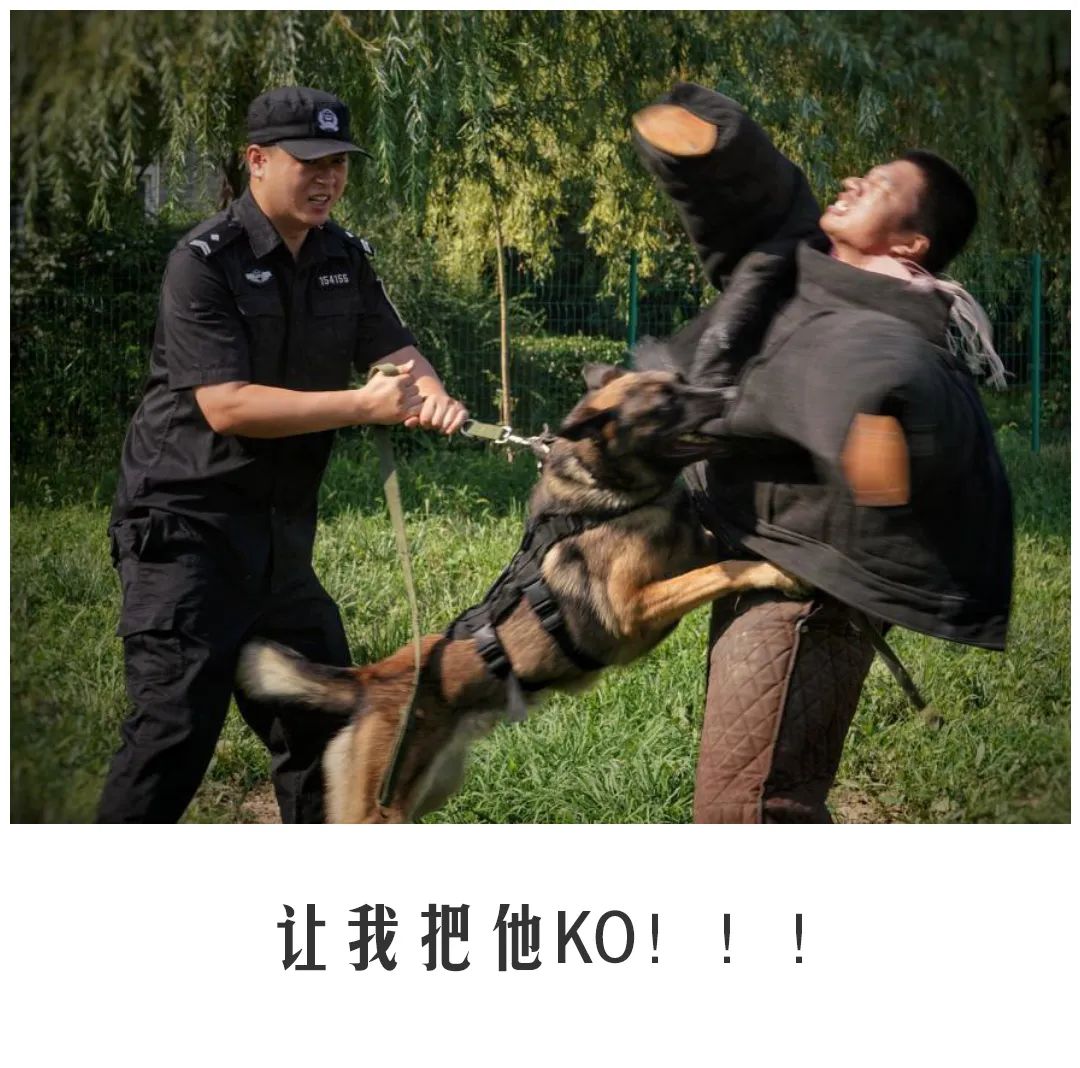 北京公交|公交警犬的“自白”