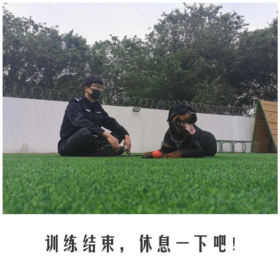 北京公交|公交警犬的“自白”