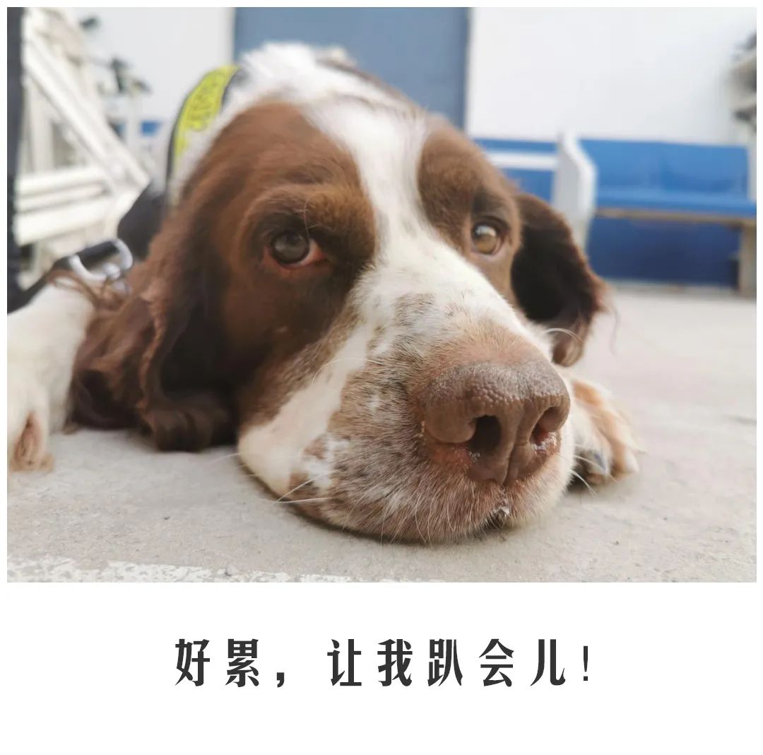 北京公交|公交警犬的“自白”