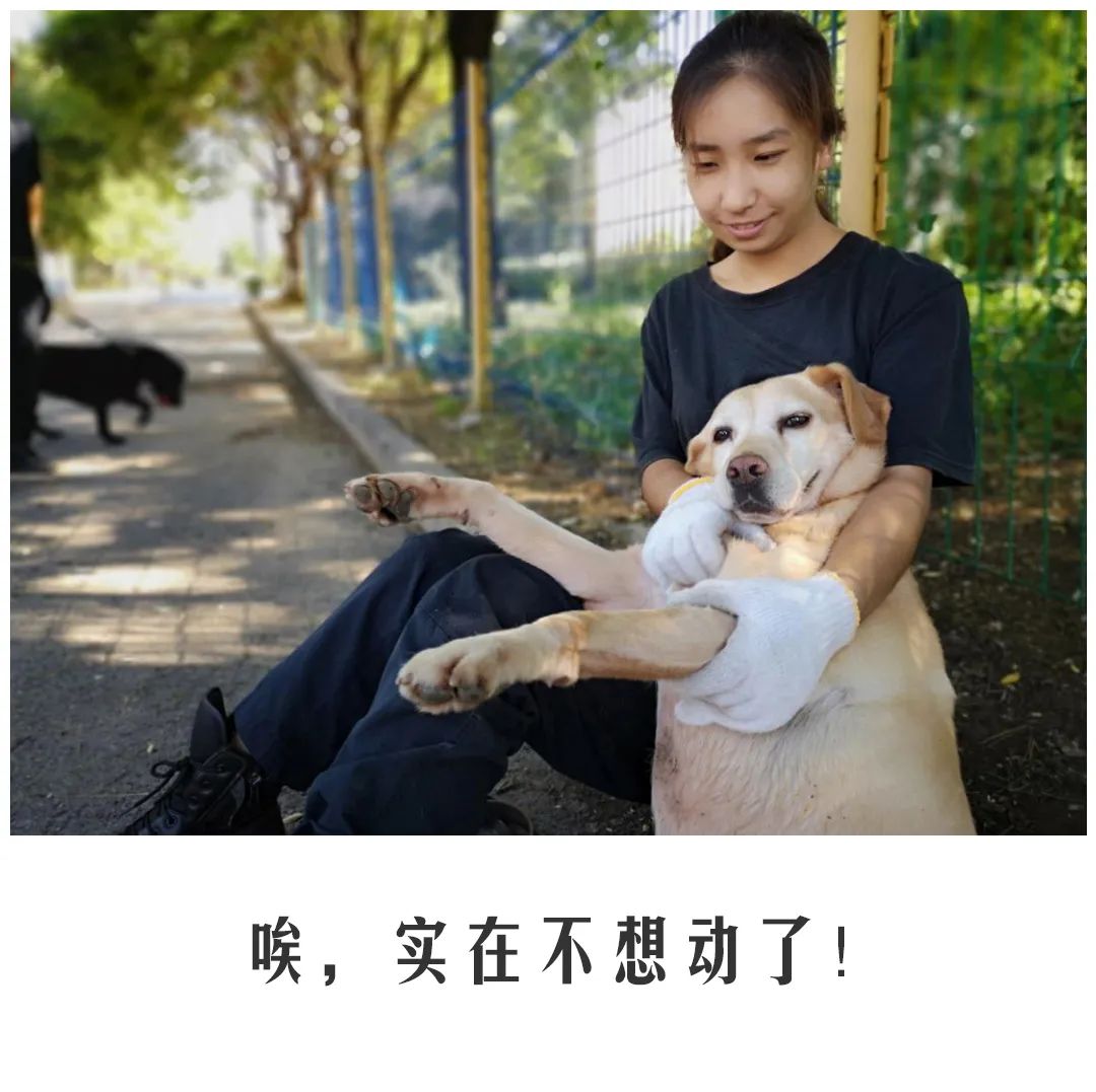 北京公交|公交警犬的“自白”