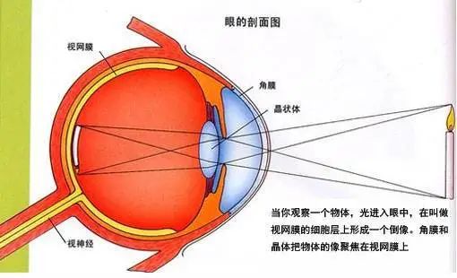 视网膜|有没有想过，我们的眼睛是不完美的？