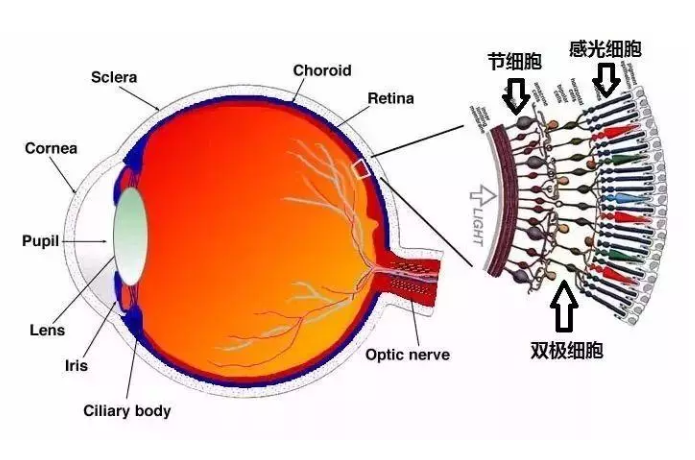 视网膜|有没有想过，我们的眼睛是不完美的？