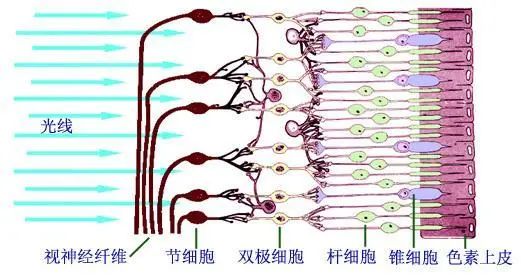 视网膜|有没有想过，我们的眼睛是不完美的？