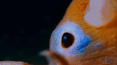 视网膜|有没有想过，我们的眼睛是不完美的？