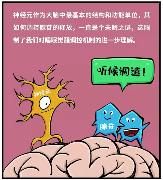 睡眠|熬夜后为啥睡得时间更长