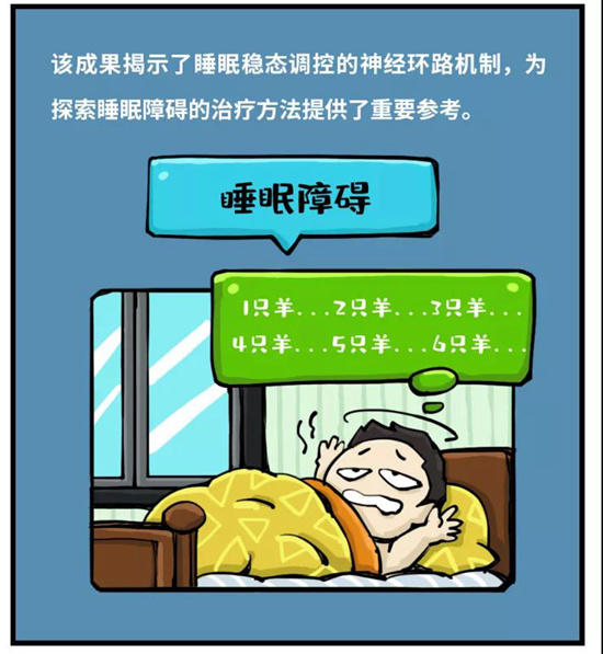 睡眠|熬夜后为啥睡得时间更长