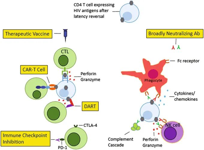 艾滋病|艾滋病功能性治愈距离我们还有多远？