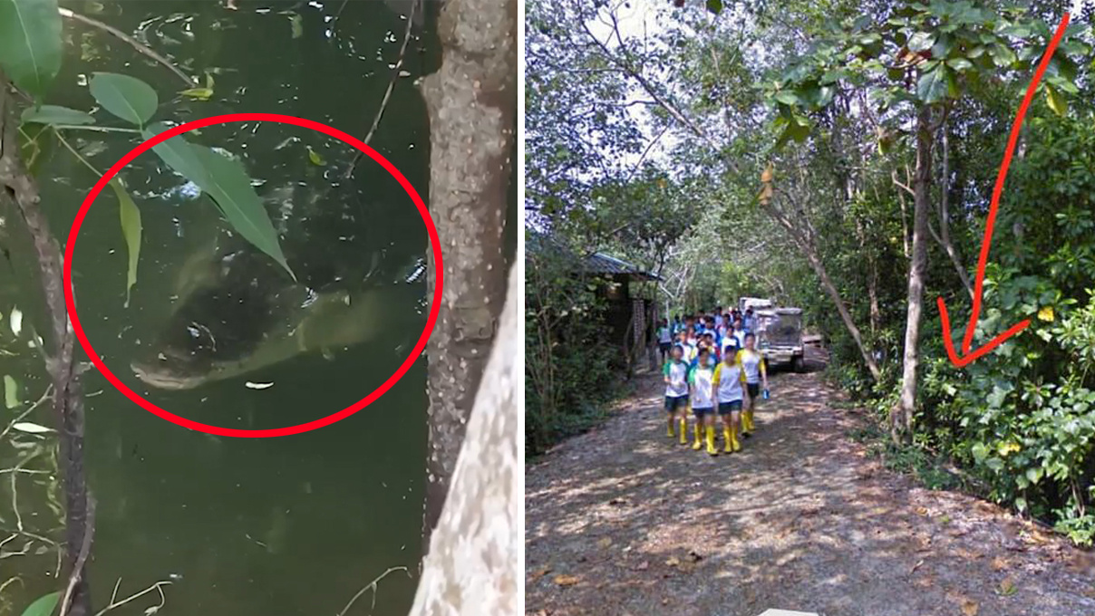 鳄鱼|游客拍到鳄鱼潜伏在小路旁 离孩子们仅几英尺远