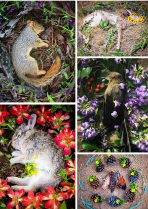 动物|女子做野生动物“入殓师” 用鲜花树叶为死去动物办葬礼