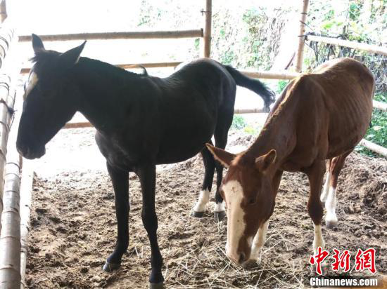 哈雷摩托|【8点见】交警购多辆单价36万哈雷摩托 官方回应