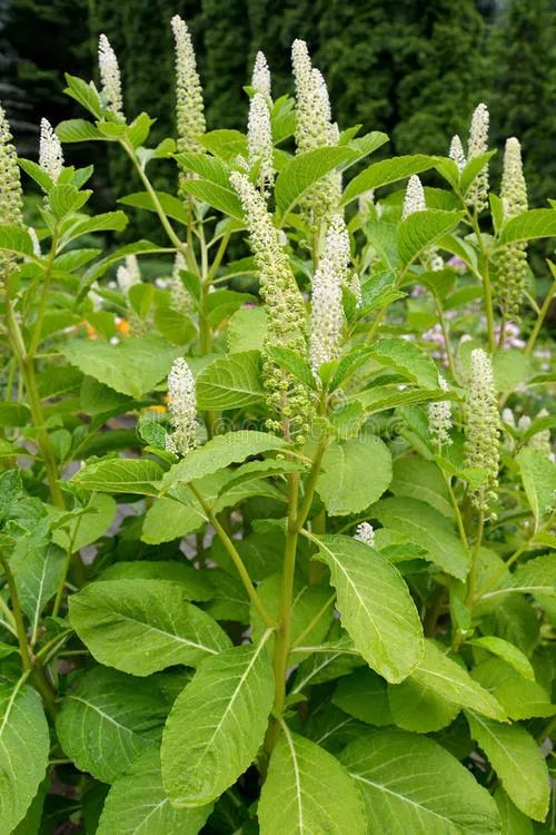 商陆|它，一年四季，毒你没商量，伤你不打折！