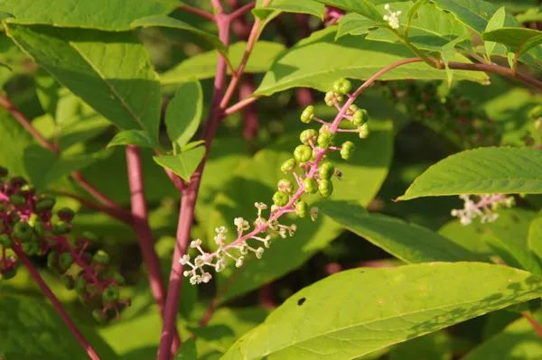 商陆|它，一年四季，毒你没商量，伤你不打折！