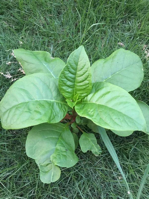 商陆|它，一年四季，毒你没商量，伤你不打折！