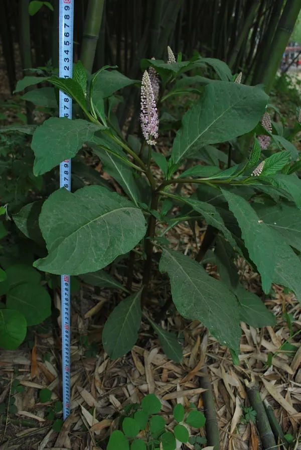 商陆|它，一年四季，毒你没商量，伤你不打折！