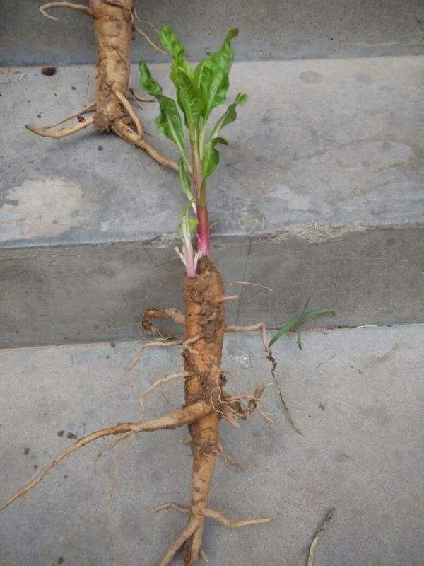 商陆|它，一年四季，毒你没商量，伤你不打折！