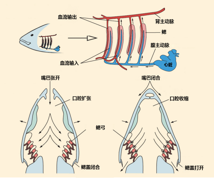 科技|离开水也能存活的鱼，它们是这样呼吸的