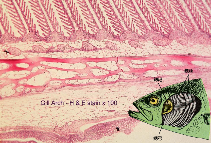 科技|离开水也能存活的鱼，它们是这样呼吸的