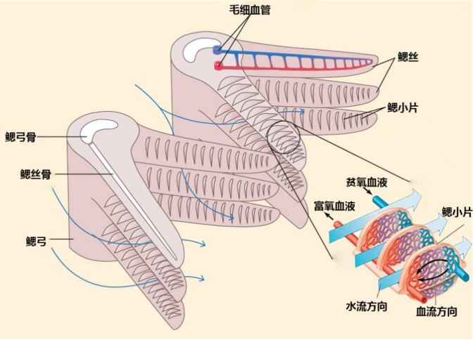 科技|离开水也能存活的鱼，它们是这样呼吸的