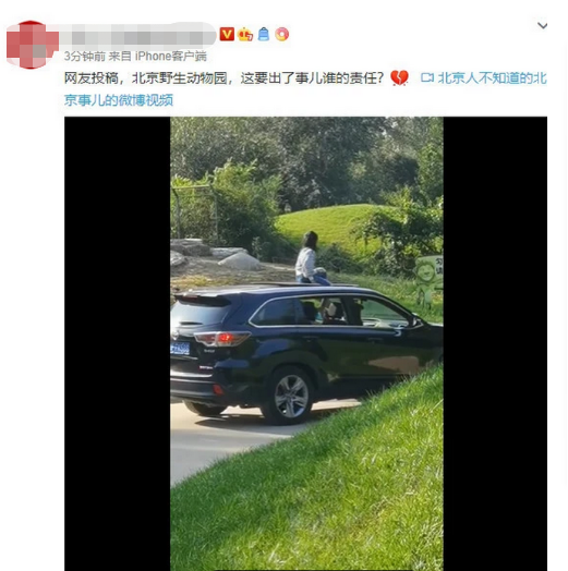 动物|北京野生动物园内，女孩坐车顶游园！